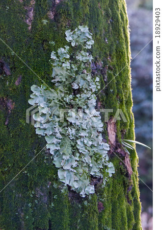 Umenokikake 18929403