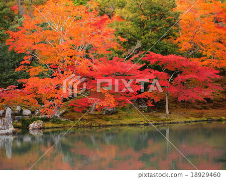 Autumn leaves of Tenryuji Temple Autumn leaves of Tenryuji Temple 18929460