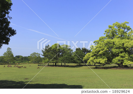奈良公園新綠 奈良公園新綠 18929624