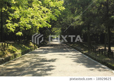 The approach of Kasuga Taisha Shrine in Nara Fresh green The approach of Kasuga Taisha Shrine in Nara Fresh green 18929625