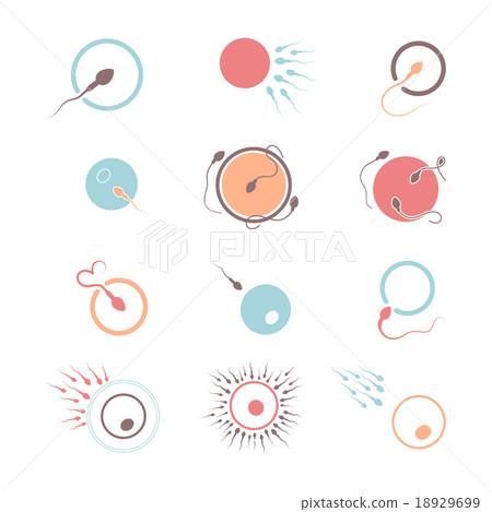 egg and sperm egg and sperm 18929699