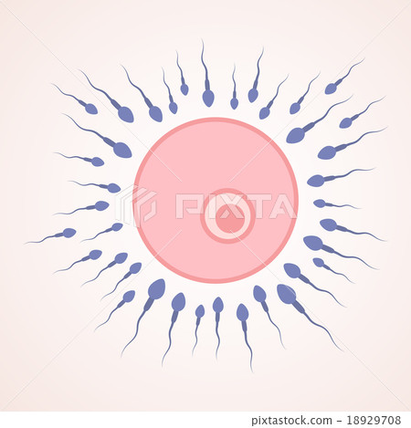sperm and egg 18929708