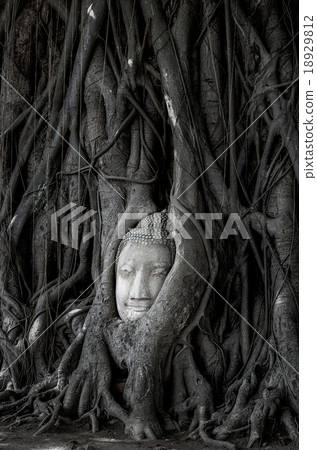 Head of Buddha statue in Banyan Tree 18929812