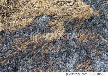 Wheat field after fire 18930530
