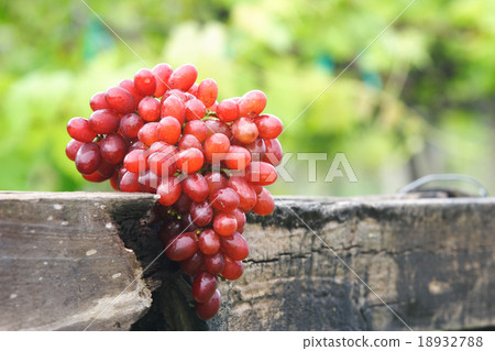 Grapes in vineyard Grapes in vineyard 18932788