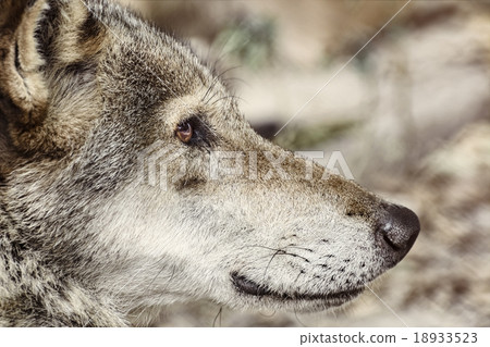 Portrait of The Wolf Portrait of The Wolf 18933523
