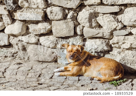 Old Little Dog 18933529