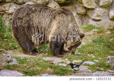 Brown Bear Brown Bear 18933532