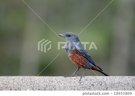 Sea bulbul Sea bulbul 18933809