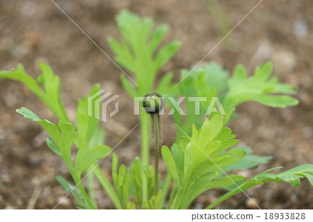 罌粟芽 罌粟芽 18933828