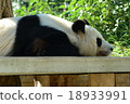小熊貓的午睡 18933991