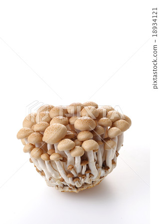 Beech shimeji 18934121