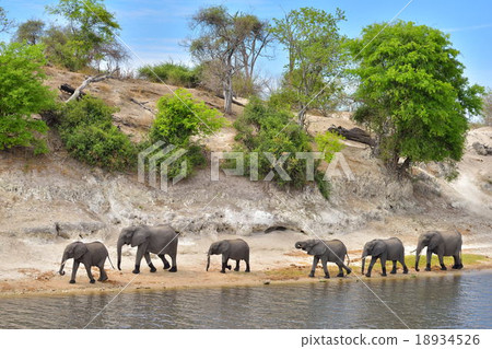 A group of elephants walking on the banks of the Zambezi River 18934526