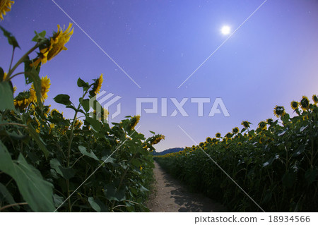 月光和向日葵山005 18934566