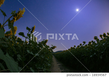 Moonlight and Sunflower Hill 004 18934567