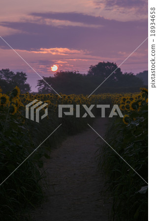 Morning glow and sunflower hills 007 18934658