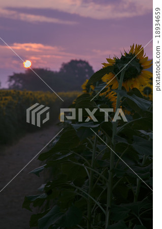 Morning glow and sunflower hills 008 Morning glow and sunflower hills 008 18934659