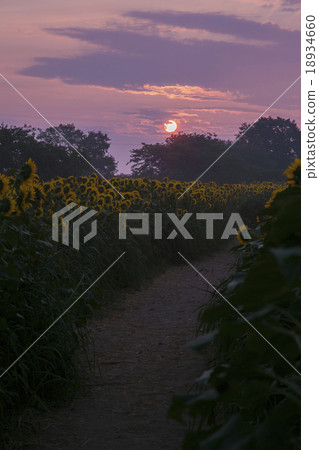 Morning glow and sunflower hill 009 Morning glow and sunflower hill 009 18934660