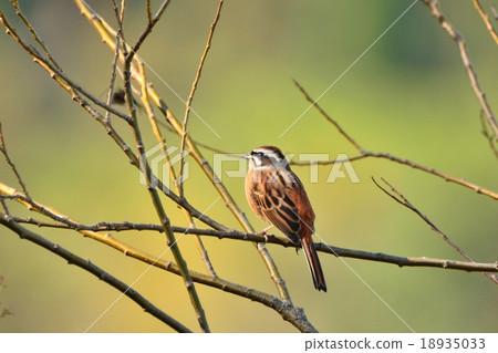 Male of the shellfish Male of the shellfish 18935033