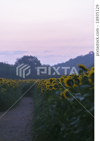 向日葵領域上升的灰天007 18935129