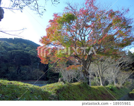 藺Mutaike的秋葉 18935981