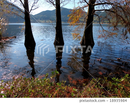 Numed雪松（Kutamida池塘） 18935984