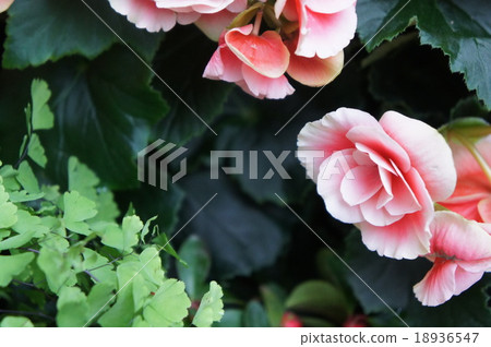 Begonia 18936547
