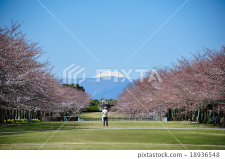 Fuji from Narahara Park Fuji from Narahara Park 18936548