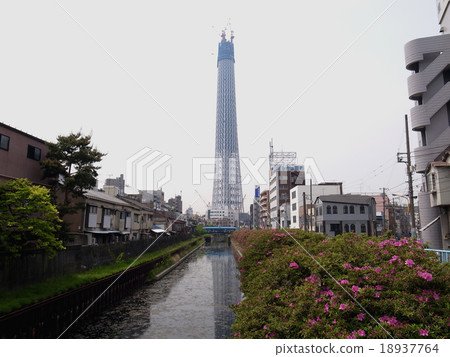 Sky tree  Sky tree  18937764