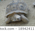 Giant tortoise 18942411