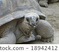 Giant tortoise 18942412