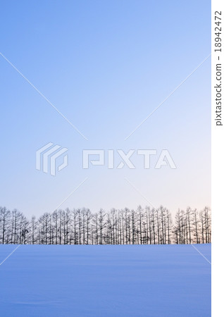 斯諾伊領域和落葉松屬樹 斯諾伊領域和落葉松屬樹 18942472