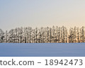 Snowy field and larch tree Snowy field and larch tree 18942473