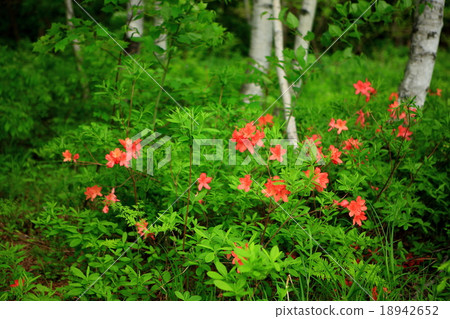 白樺森林和東方杜鵑花 18942652