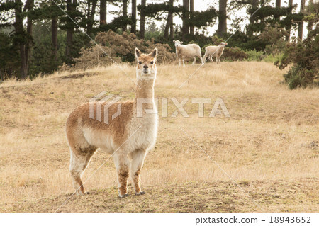 Brown Alpaca Brown Alpaca 18943652