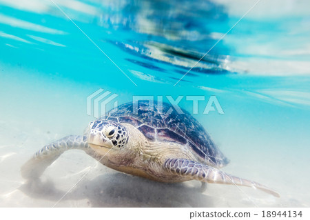 Turtle at Hikkaduwa beach Turtle at Hikkaduwa beach 18944134