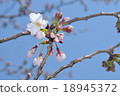 Cherry blossoms blooming Cherry blossoms blooming 18945372