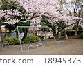 Cherry blossoms and swings Cherry blossoms and swings 18945373