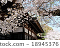 Temple and cherry blossoms Temple and cherry blossoms 18945376