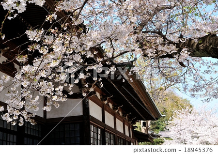 寺廟和櫻花 寺廟和櫻花 18945376