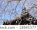 Temple and cherry blossoms Temple and cherry blossoms 18945377
