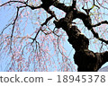 A forest of a drooping cherry tree A forest of a drooping cherry tree 18945378