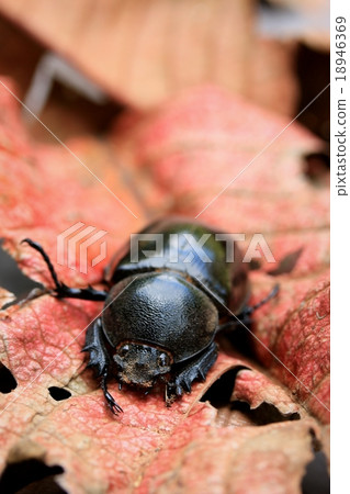 Dung Beetle Dung Beetle 18946369