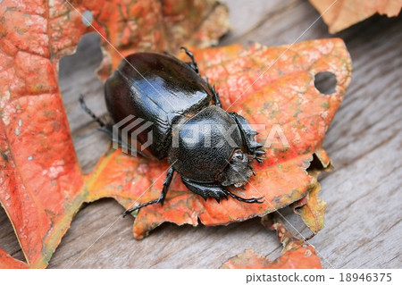 Dung Beetle Dung Beetle 18946375