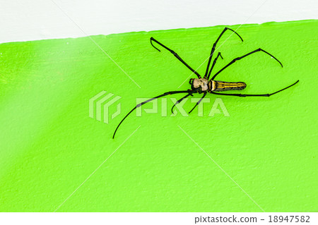 The golden silk orb-weaver The golden silk orb-weaver 18947582