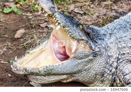 a crocodile with open mouth 18947606