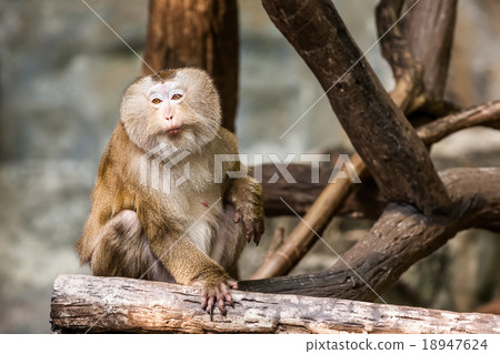 Southern pig tailed macaque 18947624