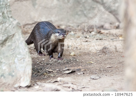 walking of the otter walking of the otter 18947625