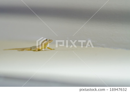 Gekko on the wall 18947632