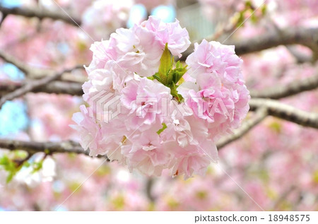 櫻桃樹 櫻桃樹 18948575